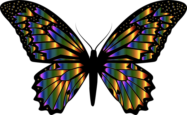 Download free HD stock image of Butterfly Colorful Butterfly Free butterfly colorful butterfly insect vector