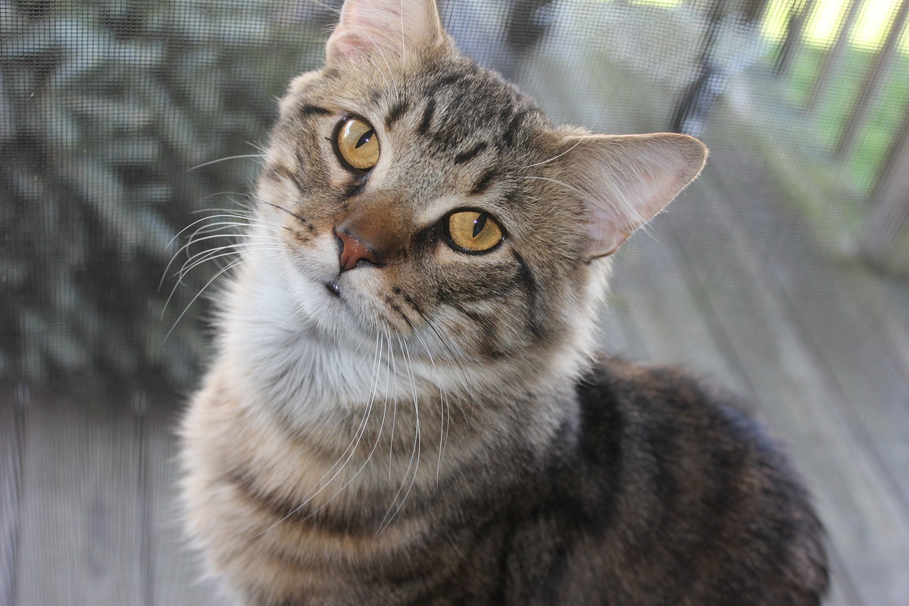 Cat photo