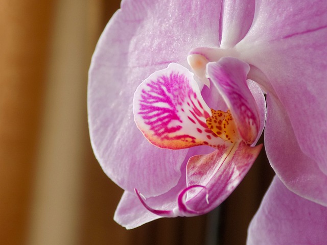 Free Orchid Flower photo and picture