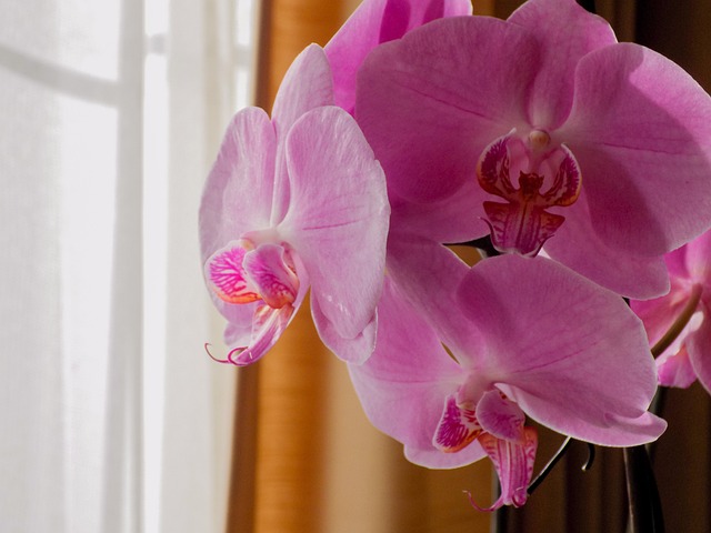 Free Orchid Flower photo and picture