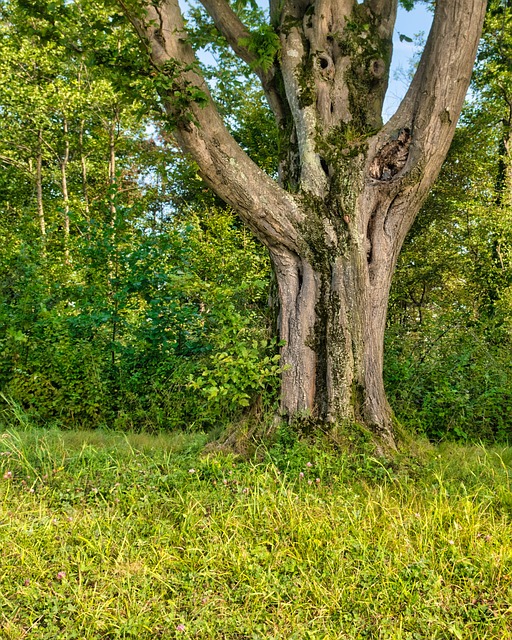 Tree Baks Tree Trunk Bark - Free photo on Pixabay - Pixabay
