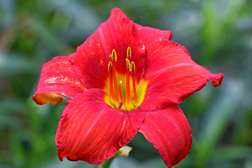 カンゾウ 赤daylily 花 Pixabayの無料写真