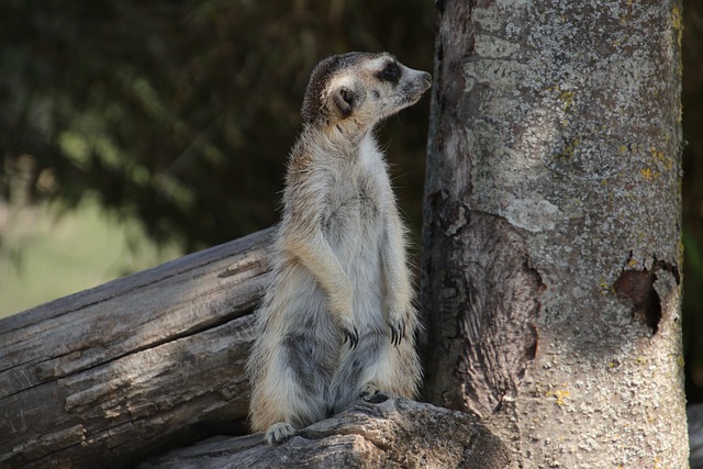 Free Meerkat Fauna photo and picture