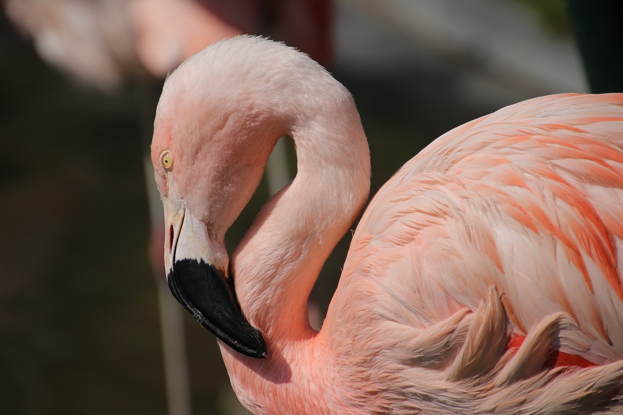 roze vogel