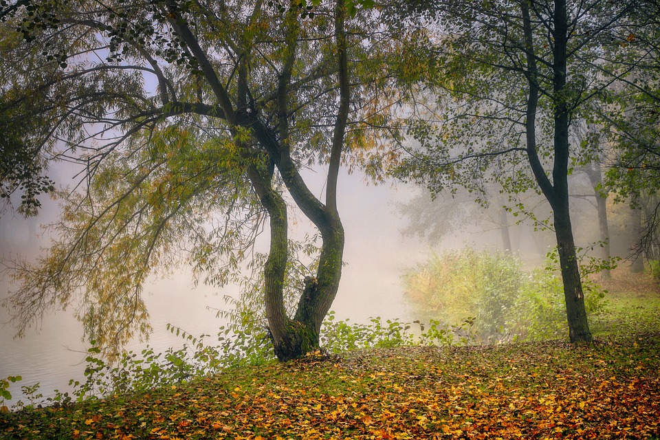Forest Trees Fog - Free photo on Pixabay - Pixabay