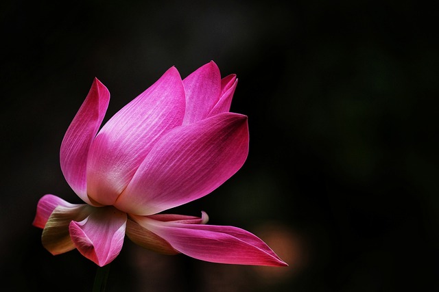 Lotus, Blomst, Lyserød Blomst