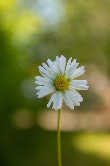 Gänseblümchen, Blume, Blumentapete