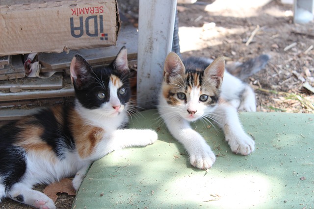 子猫 猫 赤ちゃん - Pixabayの無料写真 - Pixabay