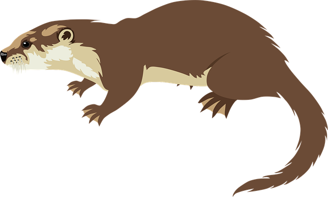 Nutria, Animal, Fauna Silvestre