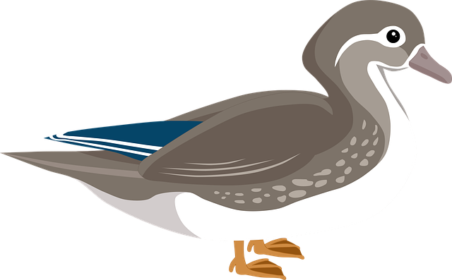 Free mandarin duck duck bird illustration