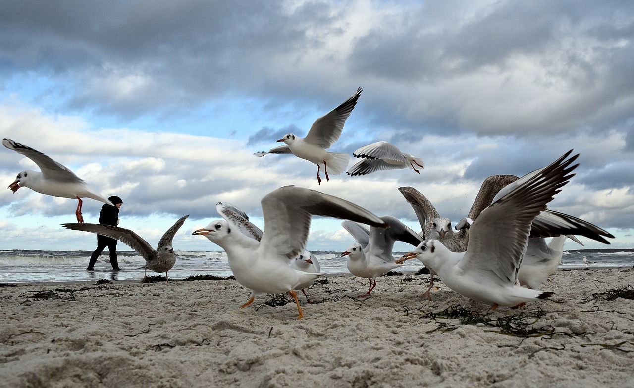 Baltic Sea Coast Nature - Free photo on Pixabay - Pixabay