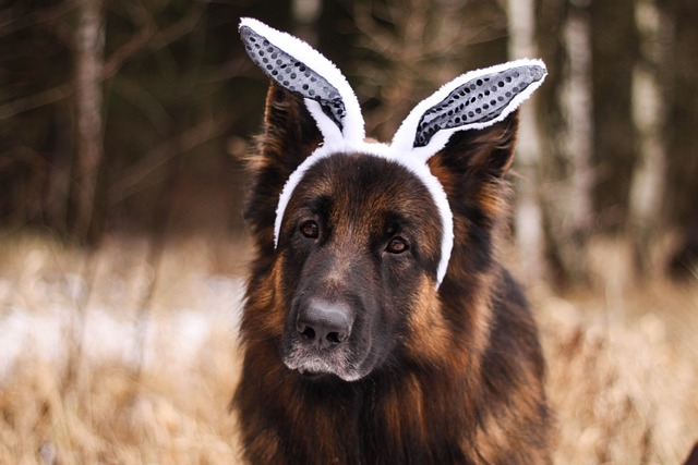Dog, german shepherd, animal and bunny ears — photo by Nogi_Jinna
