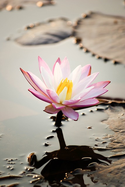 Free Lotus Water Lily photo and picture