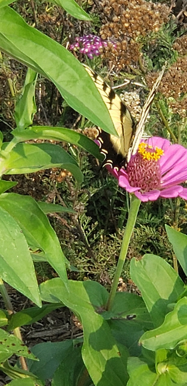 Flor Mariposa - Foto gratis en Pixabay - Pixabay