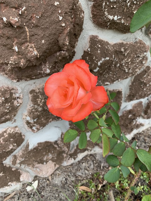 Rosa Pêssego Rainha Elizabeth - Foto gratuita no Pixabay - Pixabay