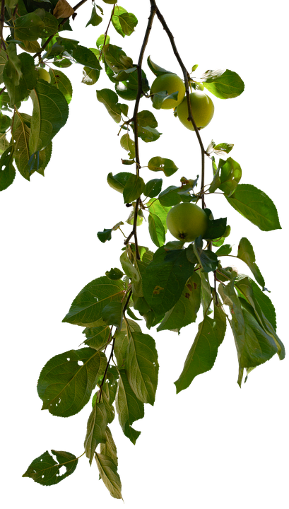 Apple Tree Leaves - Free photo on Pixabay - Pixabay