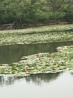 Free Nature Lake photo and picture