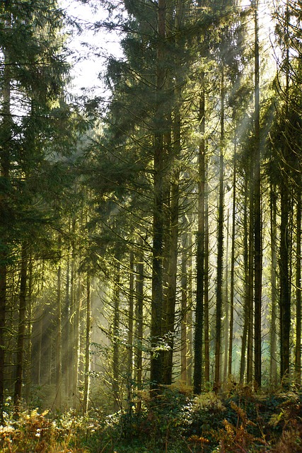Free Trees Undergrowth photo and picture
