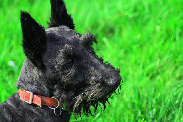 Hund, Terrier, Hündchen, Haustier, Tier