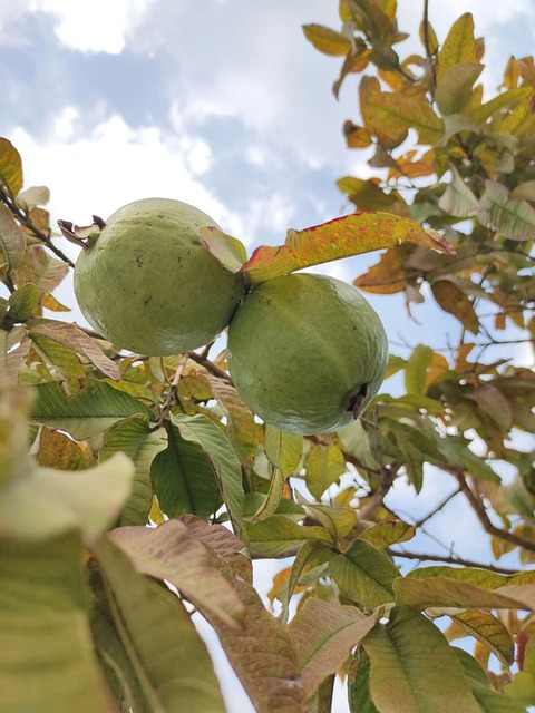 guava tree images hd 1080p