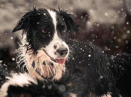 Free Border Collie Dog photo and picture