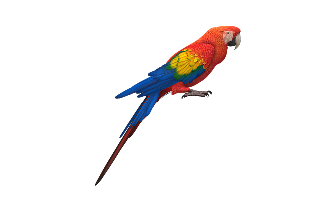 Download free HD stock image of Parrot Cockatoo Free parrot cockatoo bird illustration