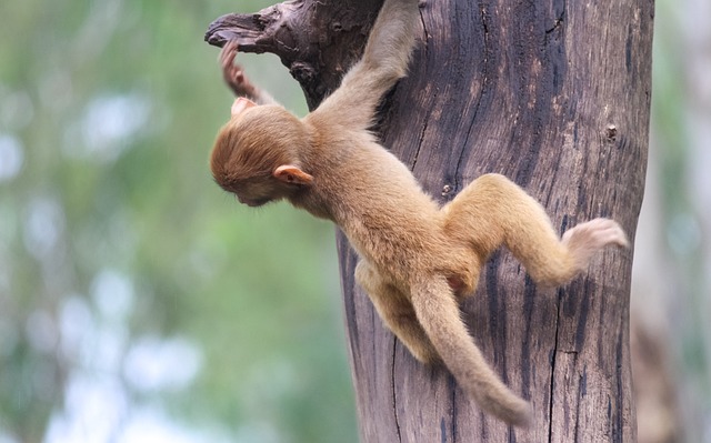 Free Monkey Tree photo and picture