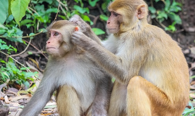 Free Monkeys Primates photo and picture