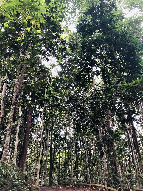 Free Path Forest photo and picture
