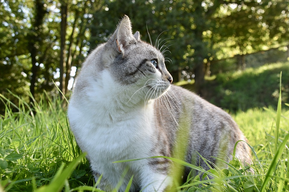 猫 胡同猫 动物 - Pixabay上的免费照片 - Pixabay