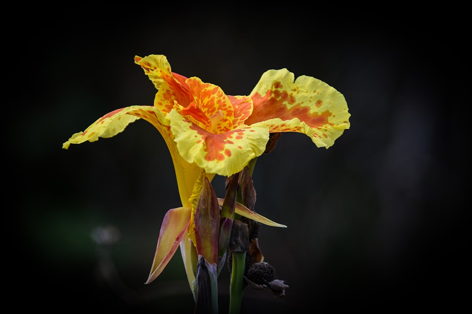 花 双色花 双色的花瓣 - Pixabay上的免费照片 - Pixabay