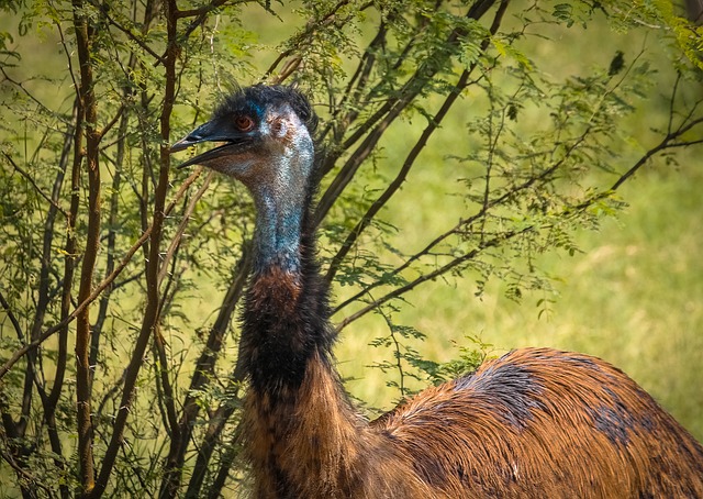 Free Emu Bird photo and picture