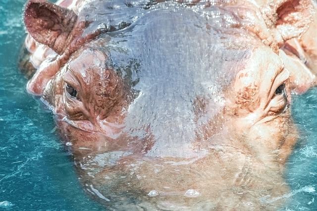 Free Wildlife Photography photo and picture