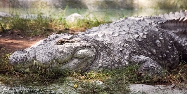 Free Crocodile Reptile photo and picture
