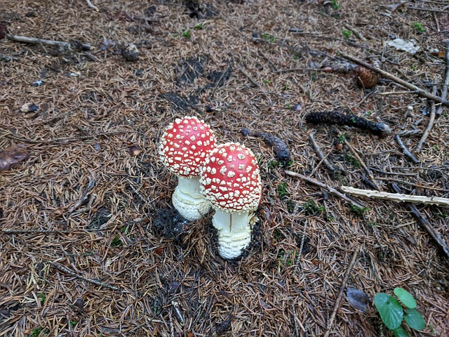 Paddestol, Skov, Champignon, Svampe