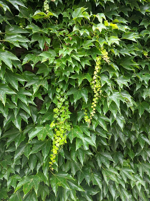 Blad, Blade, Natur, Grøn, Plante