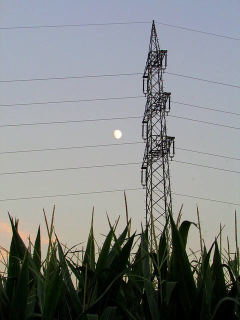 Mais, Maisfeld, Landwirtschaft, Feld