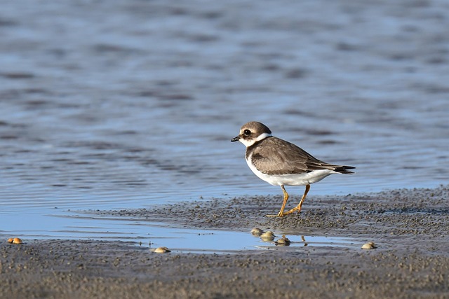 Download free HD stock image of Ringed Plover Bird Free Ringed Plover Bird photo and picture
