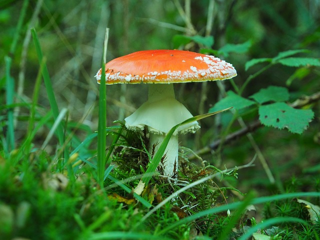 Natur, Pflanze, Landschaft, Sommer, Wald