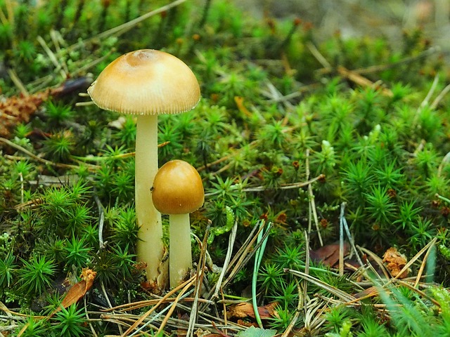 Natur, Pflanze, Landschaft, Sommer, Wald