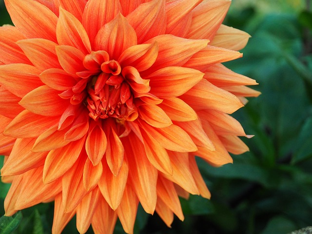Orangene Blume, Natur, Blütenblätter