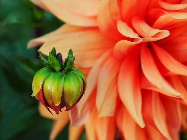 Orangene Blume, Natur, Blütenblätter