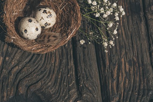 90 Gambar Telur Puyuh Telur Gratis Pixabay