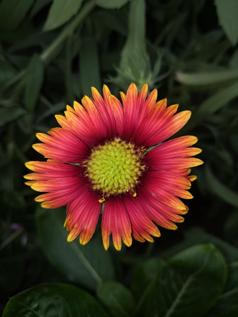Blomst, Blad, Morgenfrue, Flora