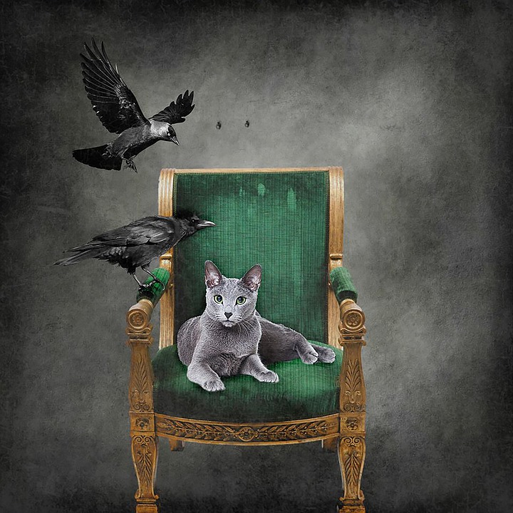 Chair, Vintage, Rest, Seat, Classic, Old Chair, Crow