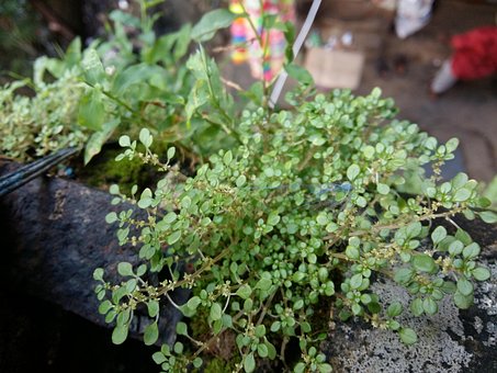 Free Nature Plants photo and picture