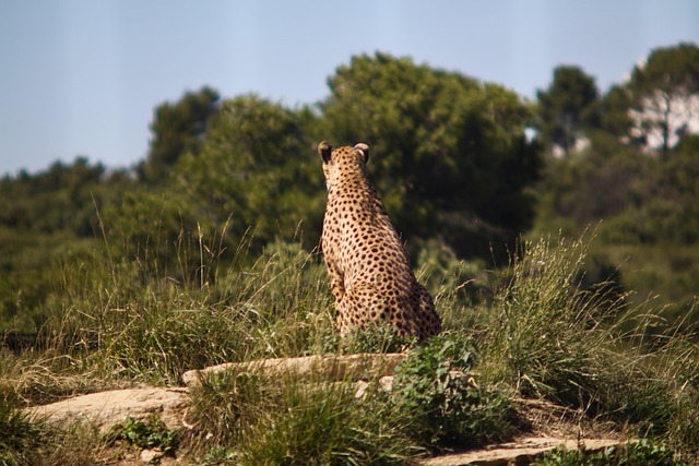 Gepard, Tier, Säugetier
