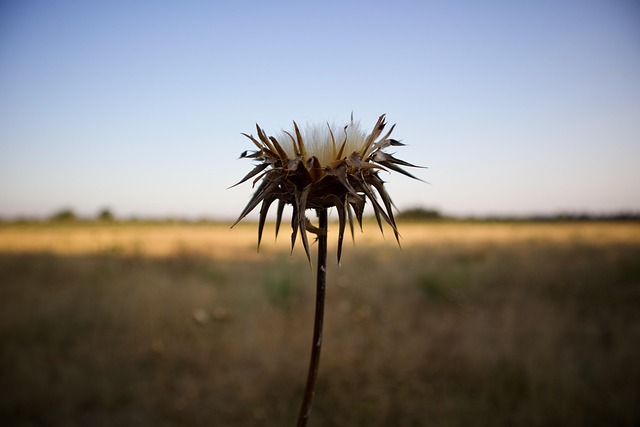 Distel, Blume, Getrocknete Blume