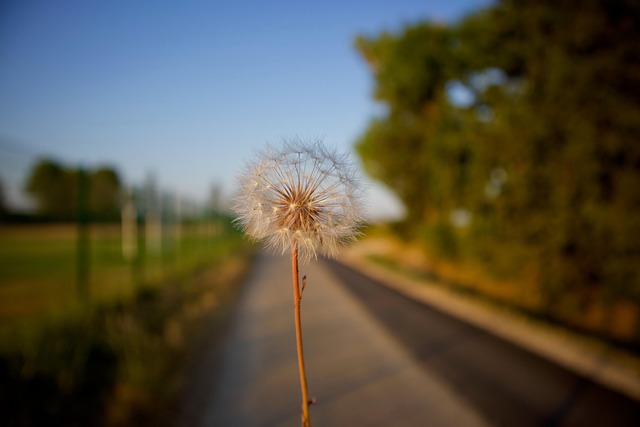 Löwenzahn, Blume, Natur, Sommer, Zen