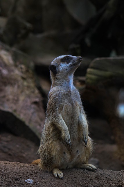 Free Meerkat Mammal photo and picture